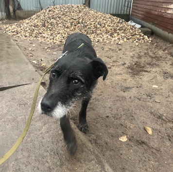 Собаки в добрые руки - Багги - 1