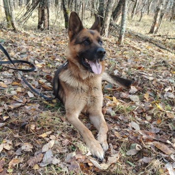 Собаки в добрые руки - Ричи