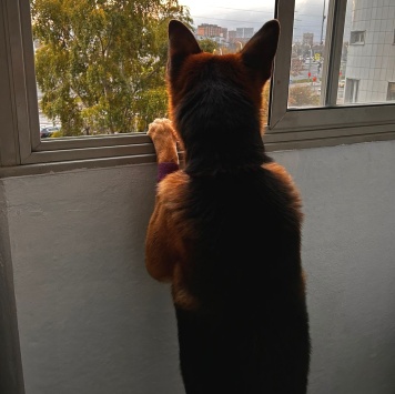 Собаки в добрые руки - Ричи - 1