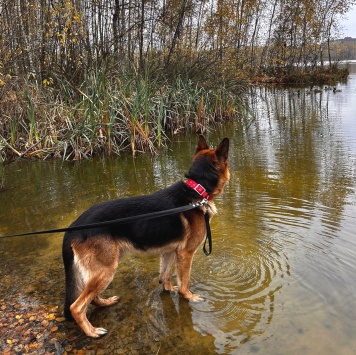 Собаки в добрые руки - Ричи - 2