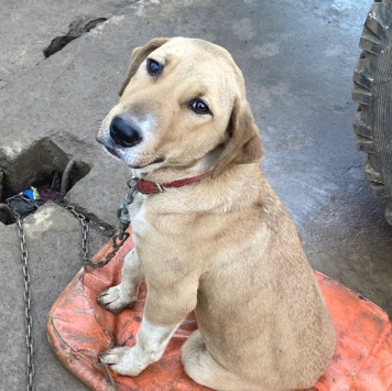 Луна - Собаки в добрые руки