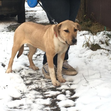 Собаки в добрые руки - Луна - 1