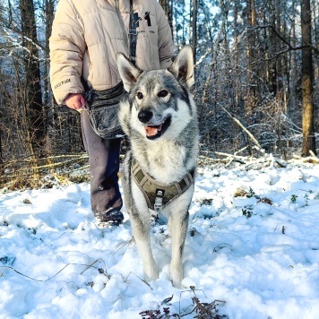 Собаки в добрые руки - Волчок