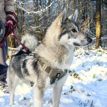 Собаки в добрые руки - Волчок - 1