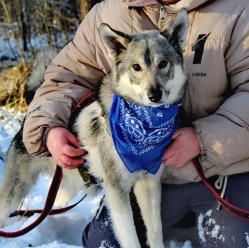 Собаки в добрые руки - Волчок - 2