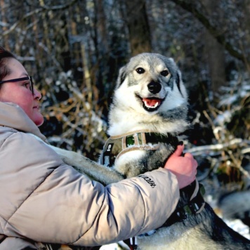 Собаки в добрые руки - Волчок - 3