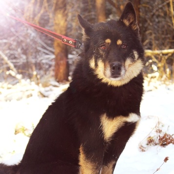 Собаки в добрые руки - Джейсон