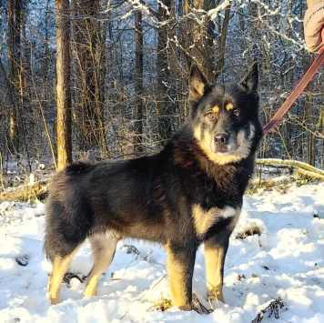 Собаки в добрые руки - Джейсон - 1
