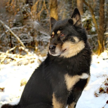 Собаки в добрые руки - Джейсон - 2