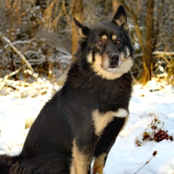 Собаки в добрые руки - Джейсон - 3