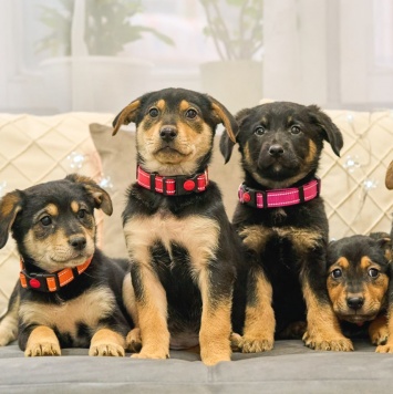 Собаки в добрые руки - Щенки