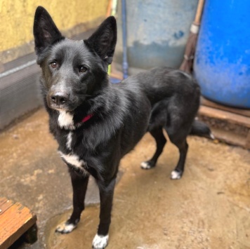 Собаки в добрые руки - Чинара