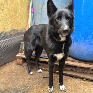 Собаки в добрые руки - Чинара - 1