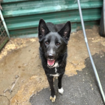 Собаки в добрые руки - Чинара - 2