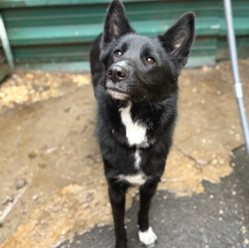 Собаки в добрые руки - Чинара - 3