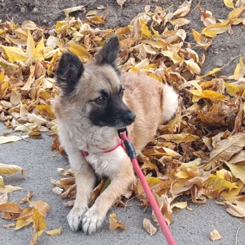 Собаки в добрые руки - Фенечка