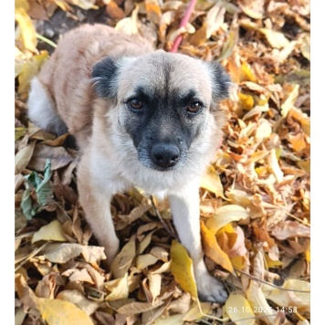 Собаки в добрые руки - Фенечка - 1