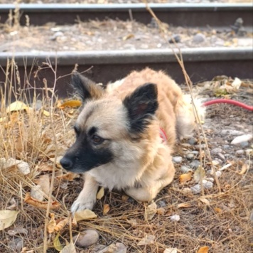 Собаки в добрые руки - Фенечка - 2