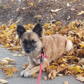 Собаки в добрые руки - Фенечка - 4