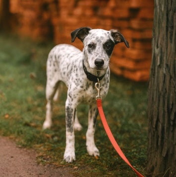 Пандора - Собаки в добрые руки