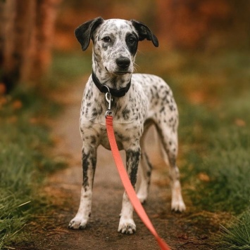 Собаки в добрые руки - Пандора - 1