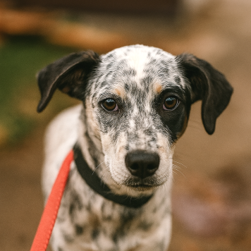 Собаки в добрые руки - Пандора - 4