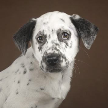 Собаки в добрые руки - Граф