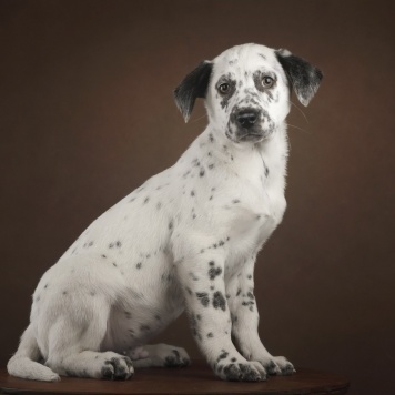 Собаки в добрые руки - Граф - 1