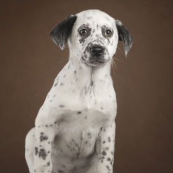 Собаки в добрые руки - Граф - 3