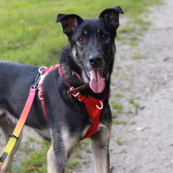 Собаки в добрые руки - Барт