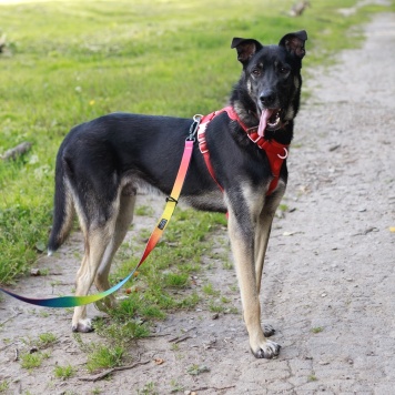 Собаки в добрые руки - Барт - 1