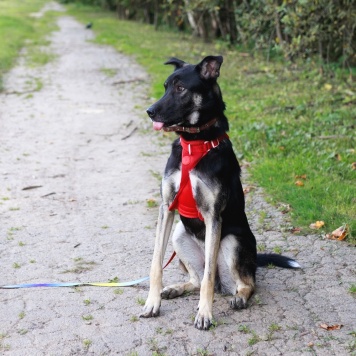 Собаки в добрые руки - Барт - 2