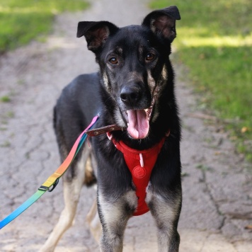 Собаки в добрые руки - Барт - 3