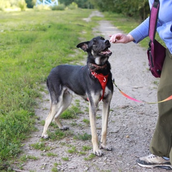 Собаки в добрые руки - Барт - 4