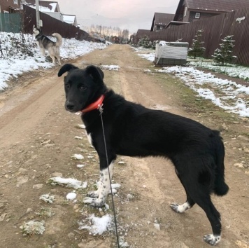 Собаки в добрые руки - Стелла