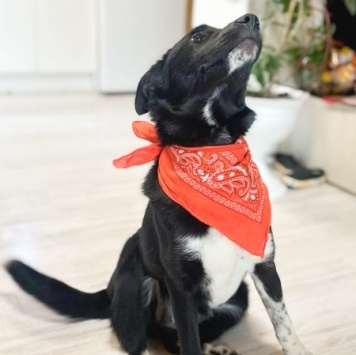 Собаки в добрые руки - Стелла - 1