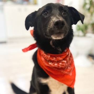 Собаки в добрые руки - Стелла - 2