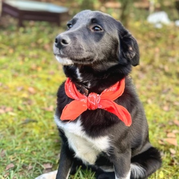 Собаки в добрые руки - Стелла - 3