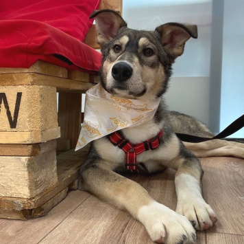 Алтай - Собаки в добрые руки