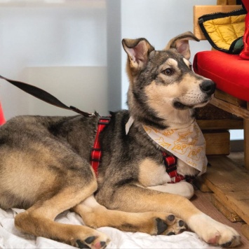 Собаки в добрые руки - Алтай - 1