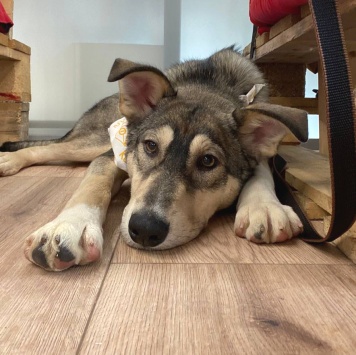 Собаки в добрые руки - Алтай - 2