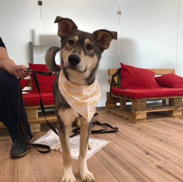 Собаки в добрые руки - Алтай - 3