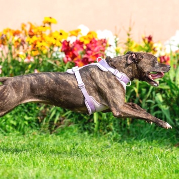 Собаки в добрые руки - Сара - 1