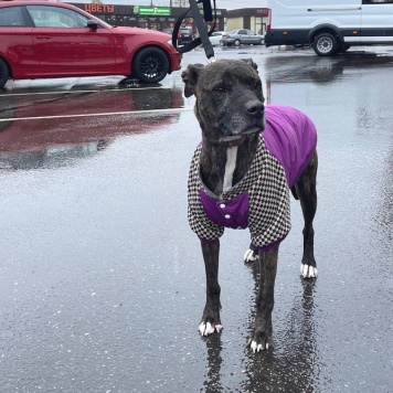 Собаки в добрые руки - Сара - 2