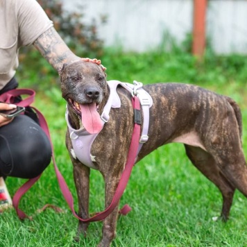 Собаки в добрые руки - Сара