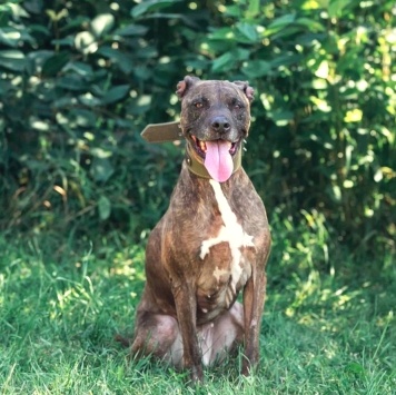 Собаки в добрые руки - Сара - 1