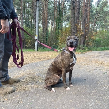 Собаки в добрые руки - Сара - 2