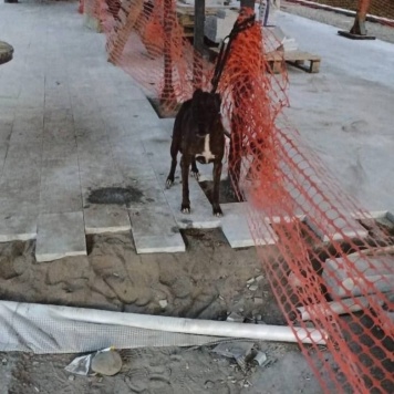 Собаки в добрые руки - Нора