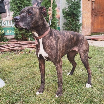 Собаки в добрые руки - Нора - 1