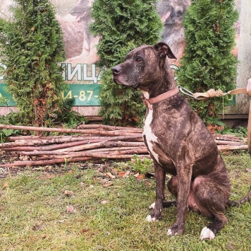 Собаки в добрые руки - Нора - 2